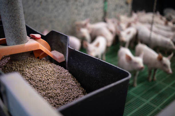 compliance and safety in feed manufacturing